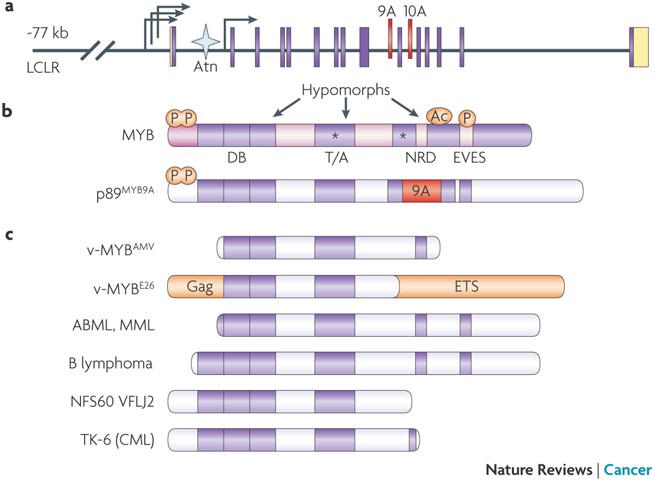 kb glutathione price watson MYB function in normal and cancer cells Frontiers | Response mechanism