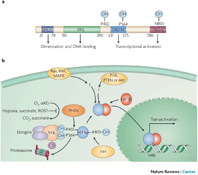 PDF) Hypoxia / Pseudohypoxia-mediated Activation of HIF1A in Cancer