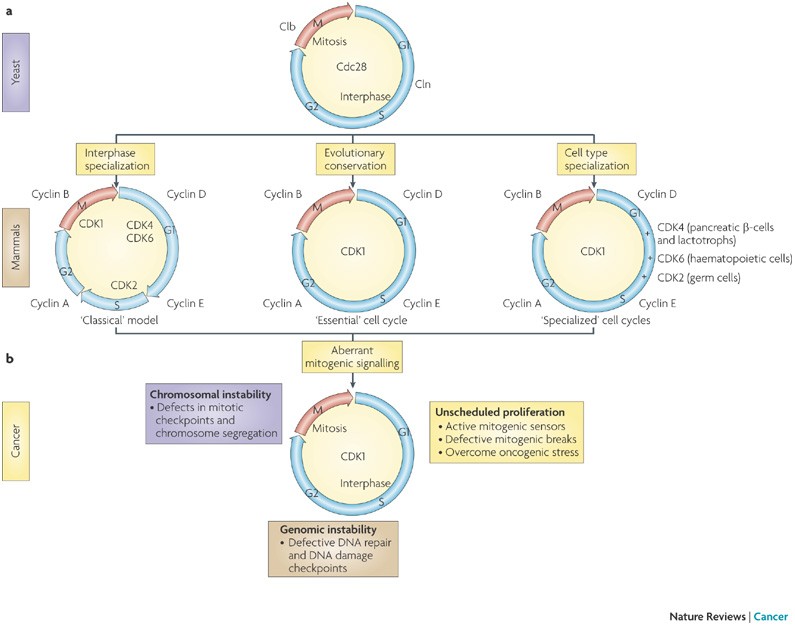 Cell cycle, CDKs and cancer: a changing paradigm | Nature Reviews Cancer