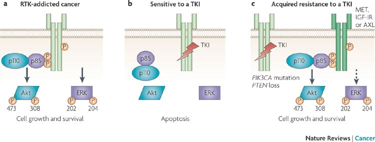Targeting PI3K signalling in cancer: opportunities, challenges and  limitations | Nature Reviews Cancer