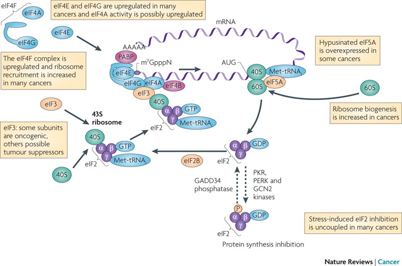 Translational Control of Immune Evasion in Cancer: Trends in Cancer