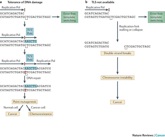 DNA and cancer | Nature Reviews Cancer
