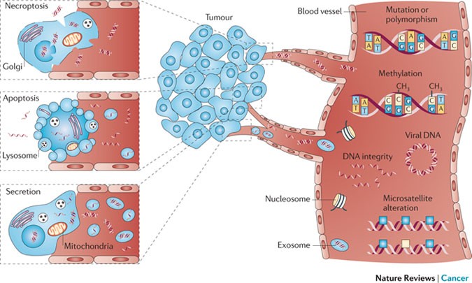 Cell-free nucleic acids as biomarkers in cancer patients