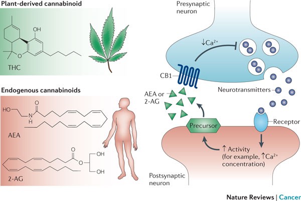 Anandamide: What Are the Benefits of This Cannabinoid?