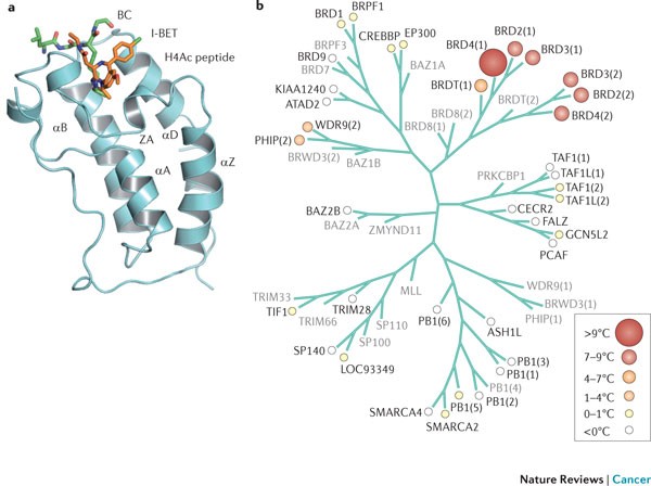 Bet Domain Co Regulators In Obesity Inflammation And Cancer Nature Reviews Cancer
