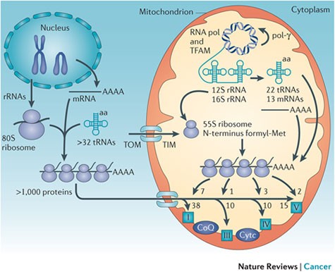 Mitochondria and cancer | Nature Reviews Cancer