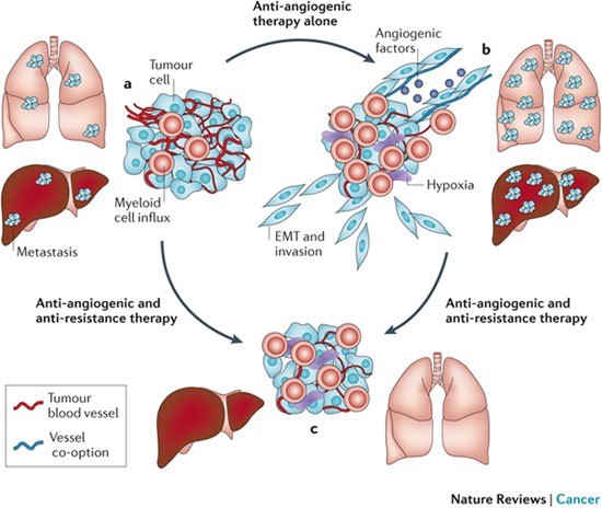 bpc-157 angiogenesis vegf cancer risk Controlling escape from inhibitors thiamine b12 injection vit