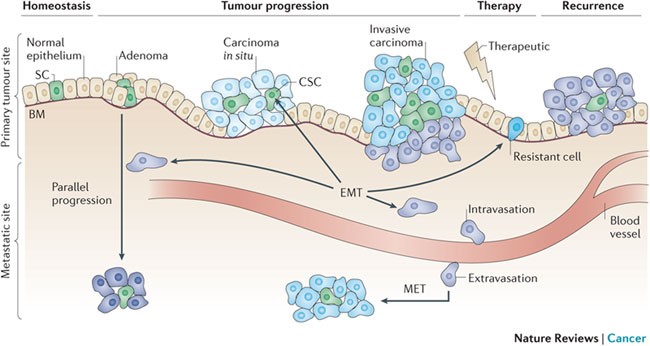 Regulatory networks defining EMT during cancer initiation and 