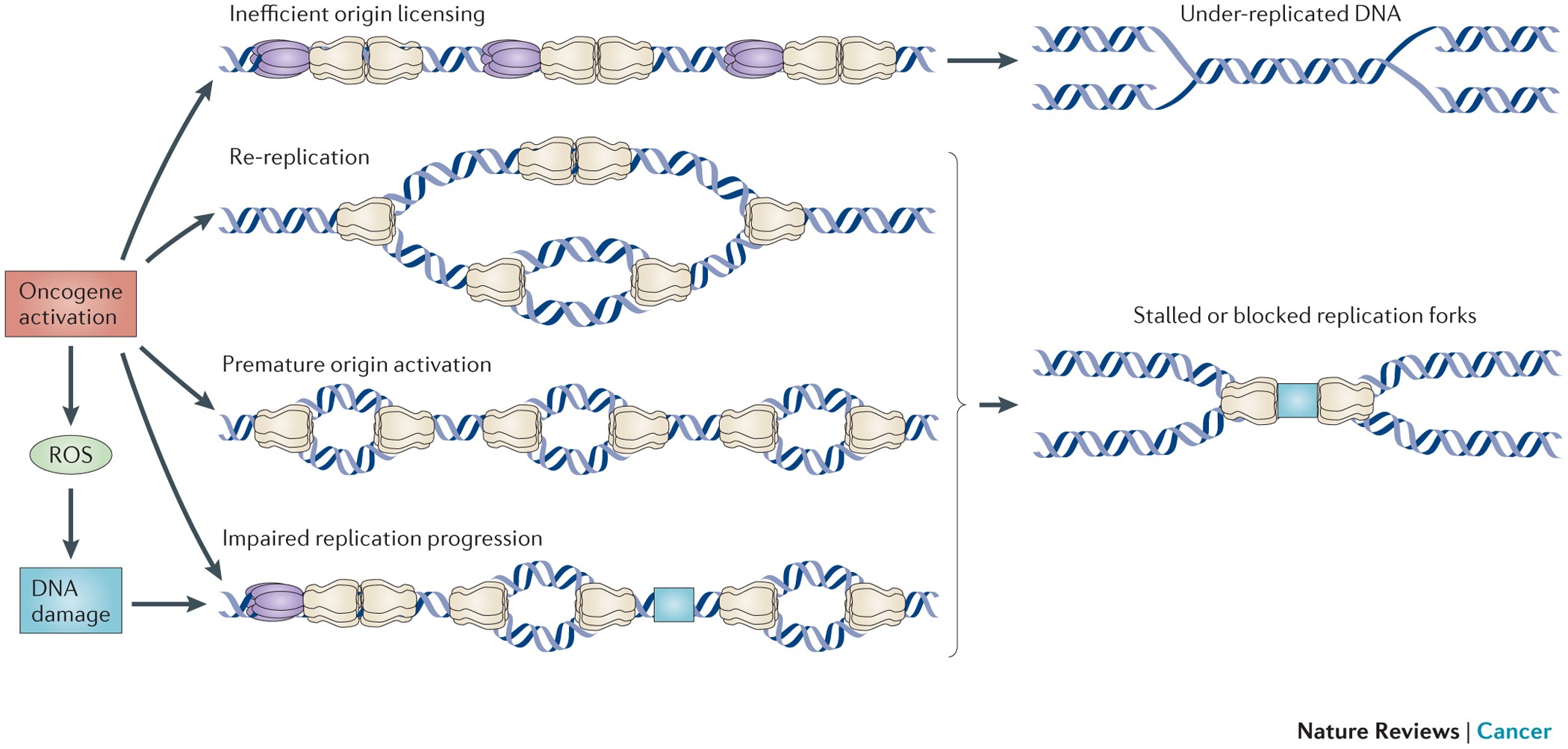 under Replication
