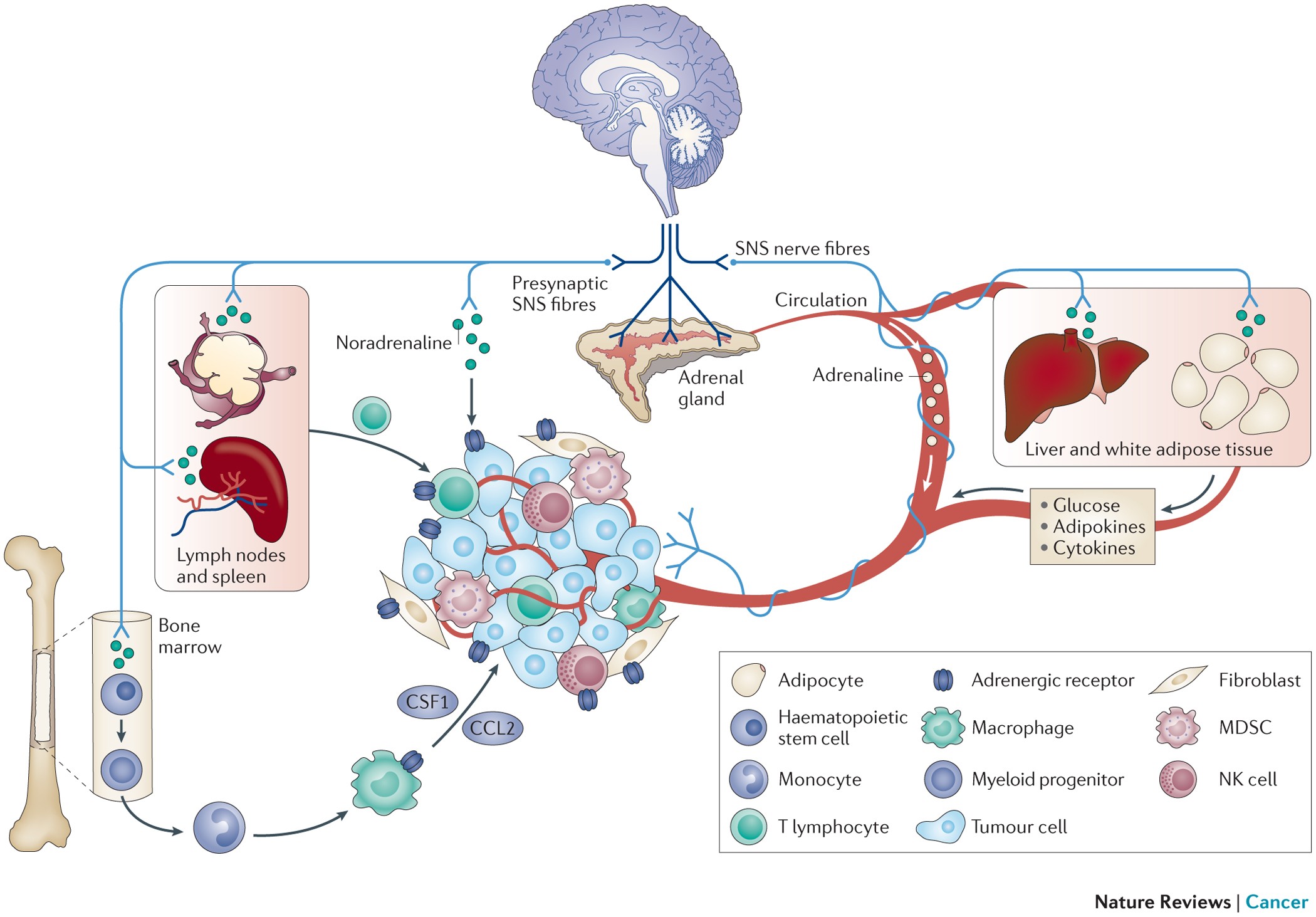 Sympathetic nervous system regulation of the tumour microenvironment |  Nature Reviews Cancer