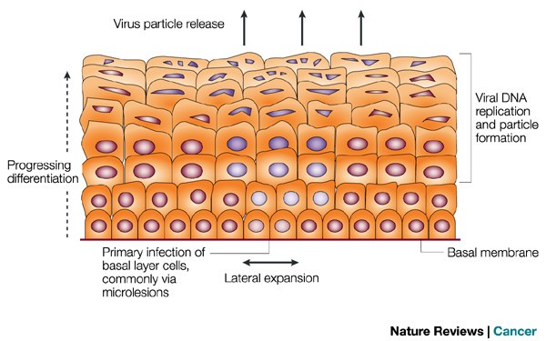 hpv virus cell structure