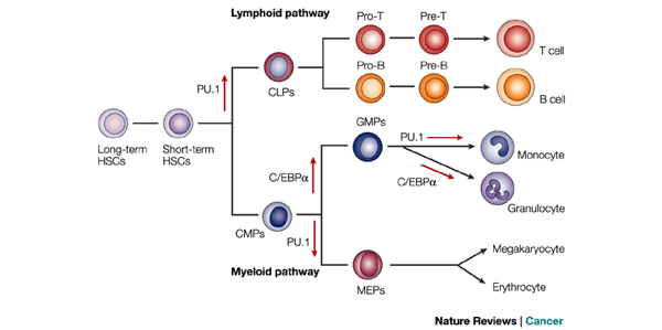 Disruption Of Differentiation In Human Cancer Aml Shows The Way Nature Reviews Cancer