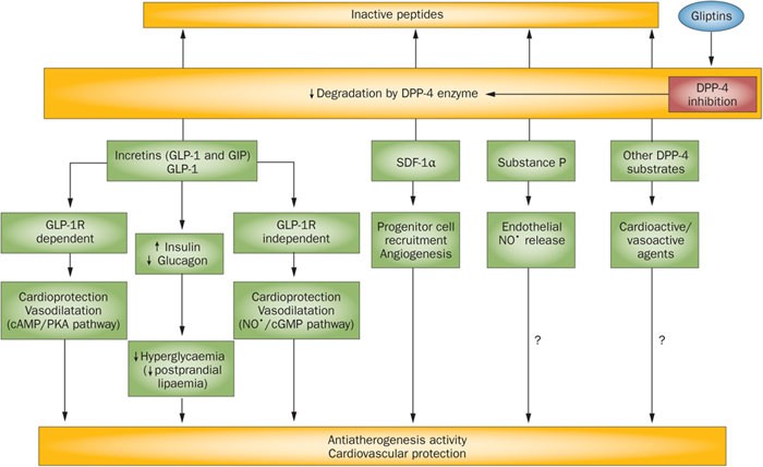 gliptin and glp 1 Cardiovascular effects of gliptins