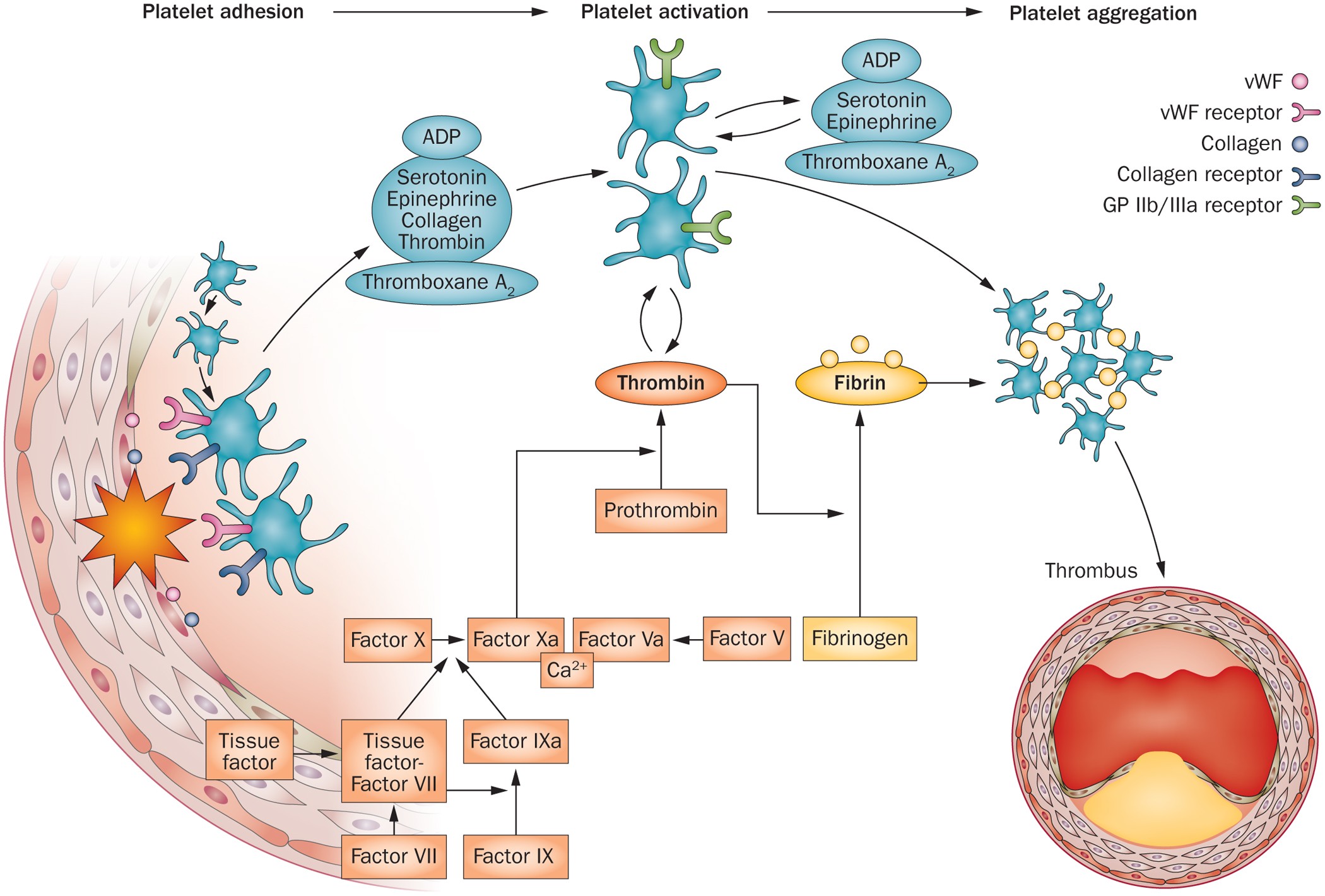 Novel Antiplatelet Agents In Acute Coronary Syndrome Nature Reviews Cardiology