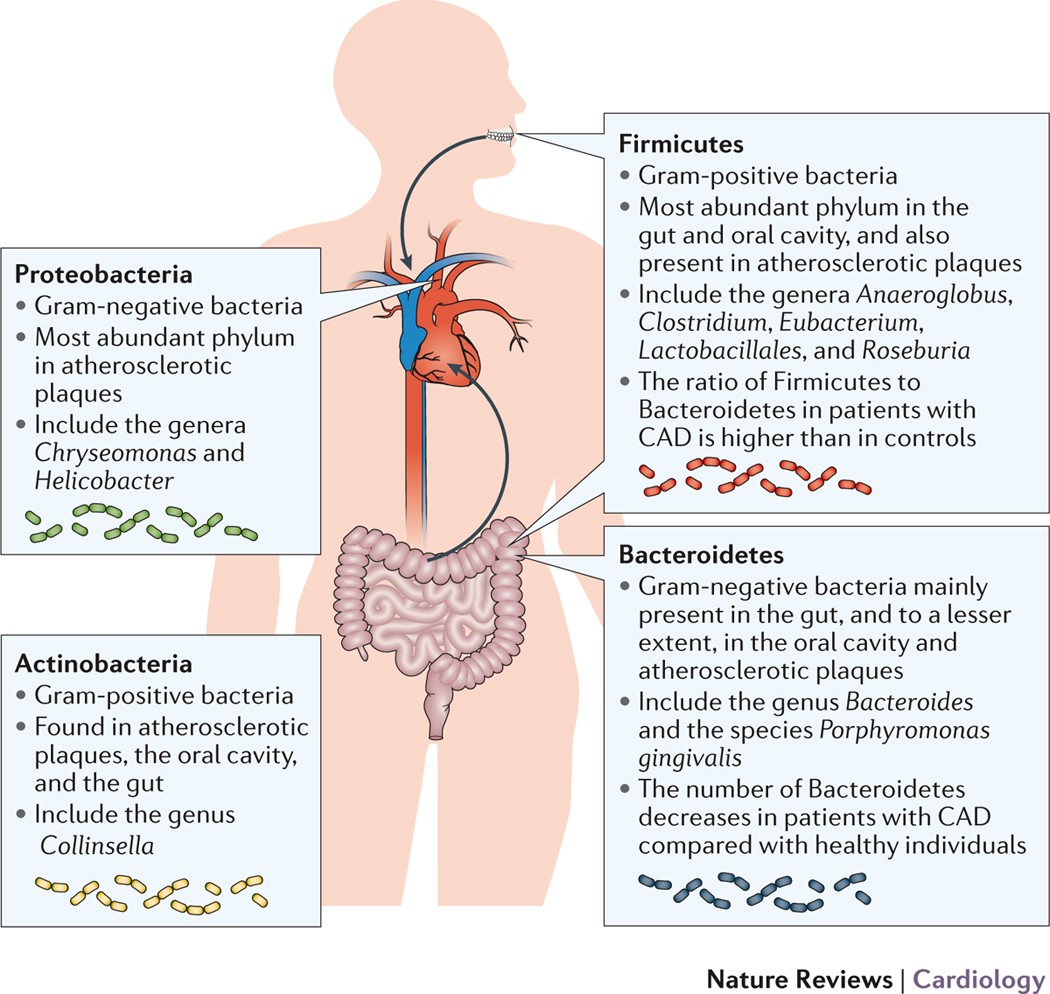 Role of gut microbiota in atherosclerosis | Nature Reviews Cardiology