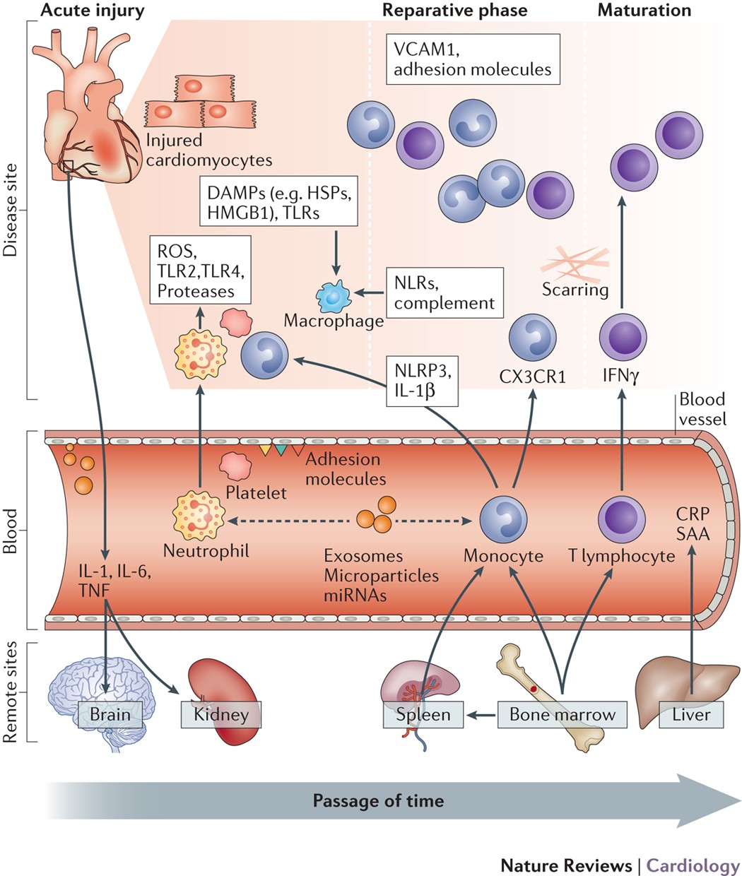 Nature Reviews Cardiology - Inflammatory processes are central to the devel...