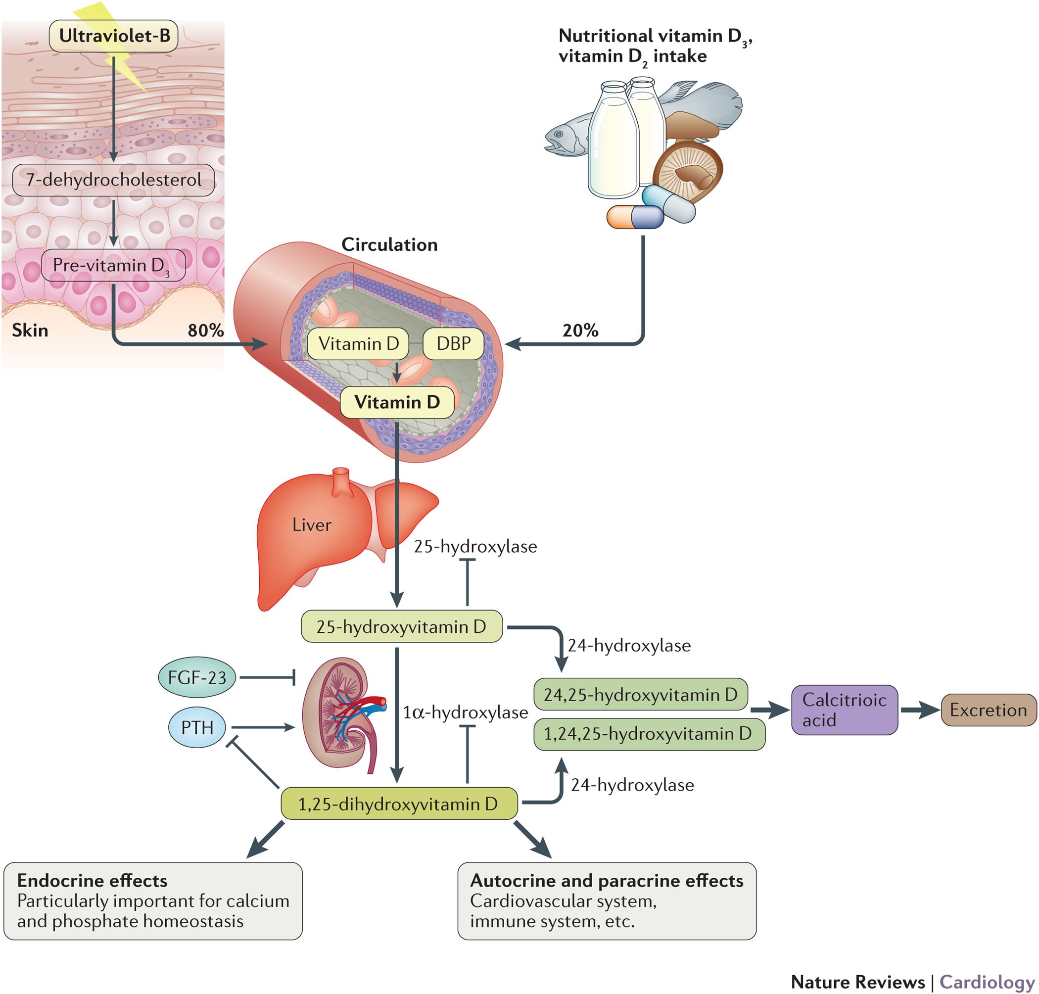 Supplementation with vitamin D and its analogs for treatment of endothelial  dysfunction and cardiovascular disease – ScienceOpen