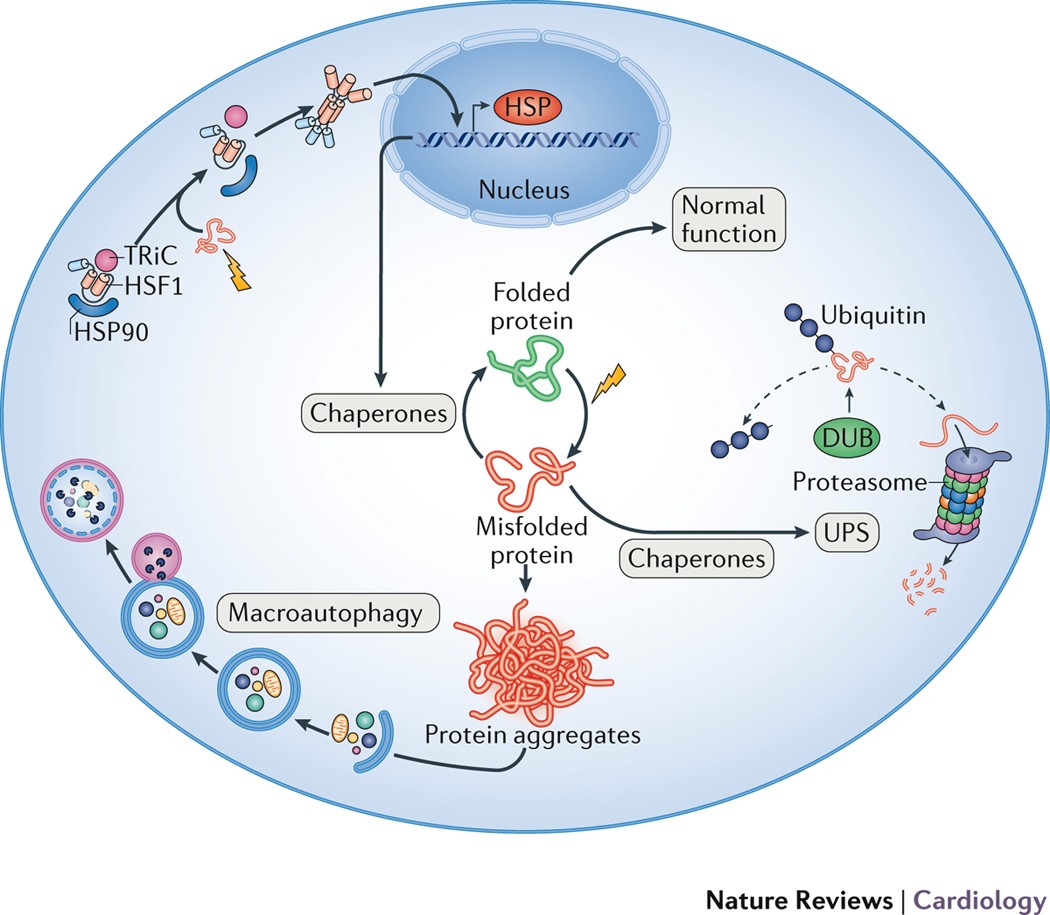 Proteostasis in cardiac health and disease | Nature Reviews Cardiology Proteostasis in cardiac health and disease | Nature Reviews Cardiology