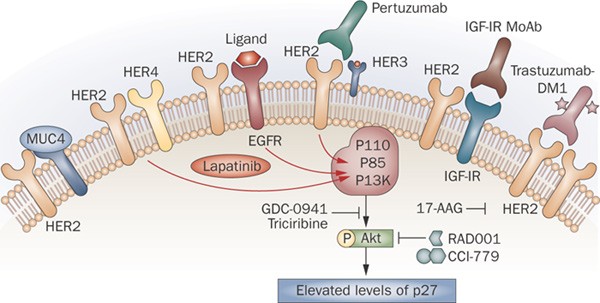 Molecular Predictors Of Response To Trastuzumab And Lapatinib In Breast Cancer Nature Reviews Clinical Oncology