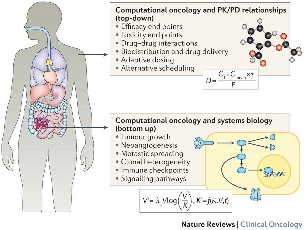Computational oncology — mathematical modelling of drug regimens
