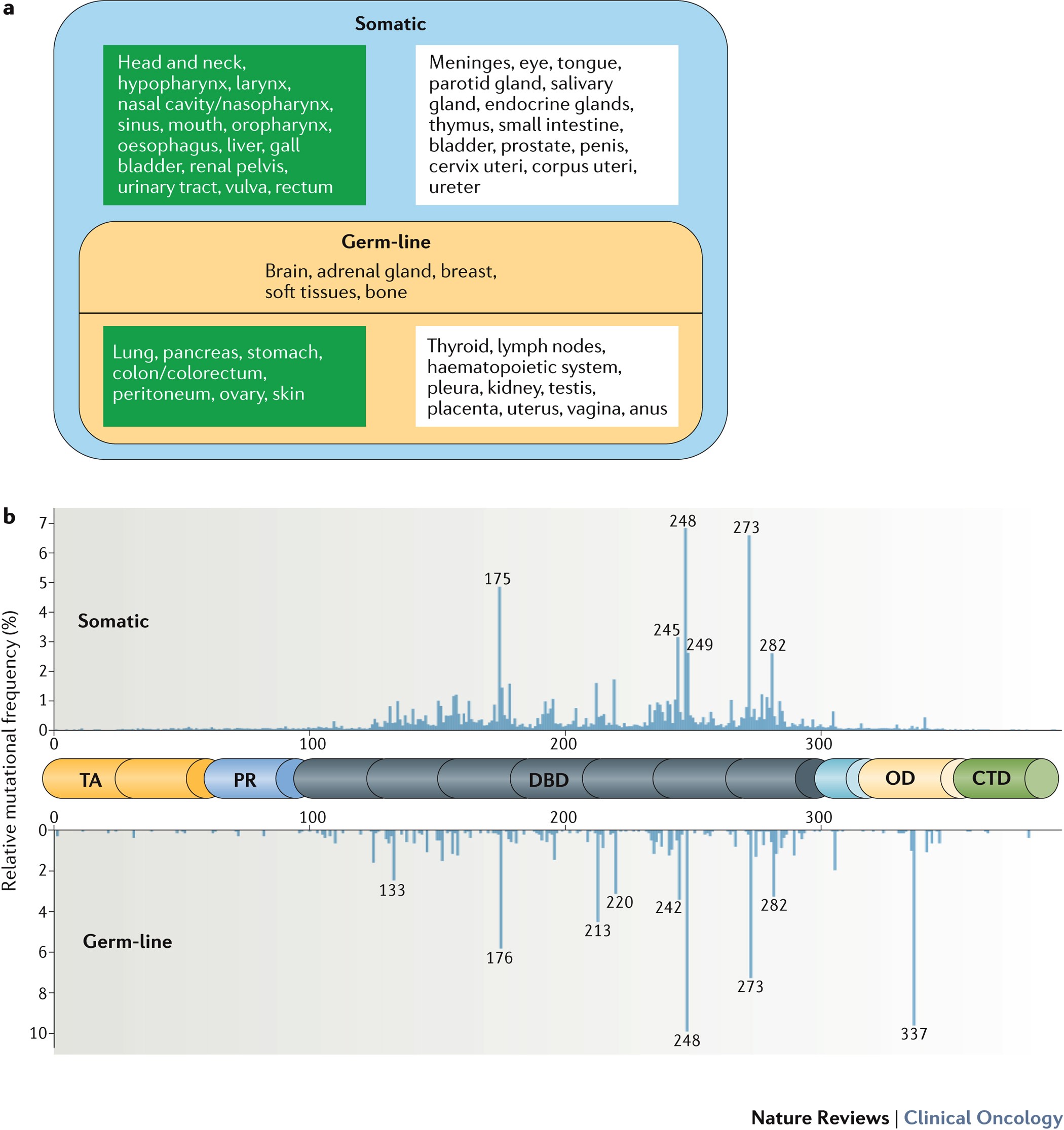 Therapeutic Targeting Of P53 All Mutants Are Equal But Some Therapeutic Targeting Of P53 All