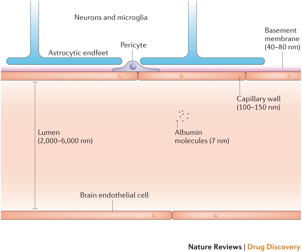 l carnitine blood brain barrier From blood–brain to blood–brain interface: new opportunities for CNS drug delivery NOW Supplements, Acetyl-L Carnitine 500