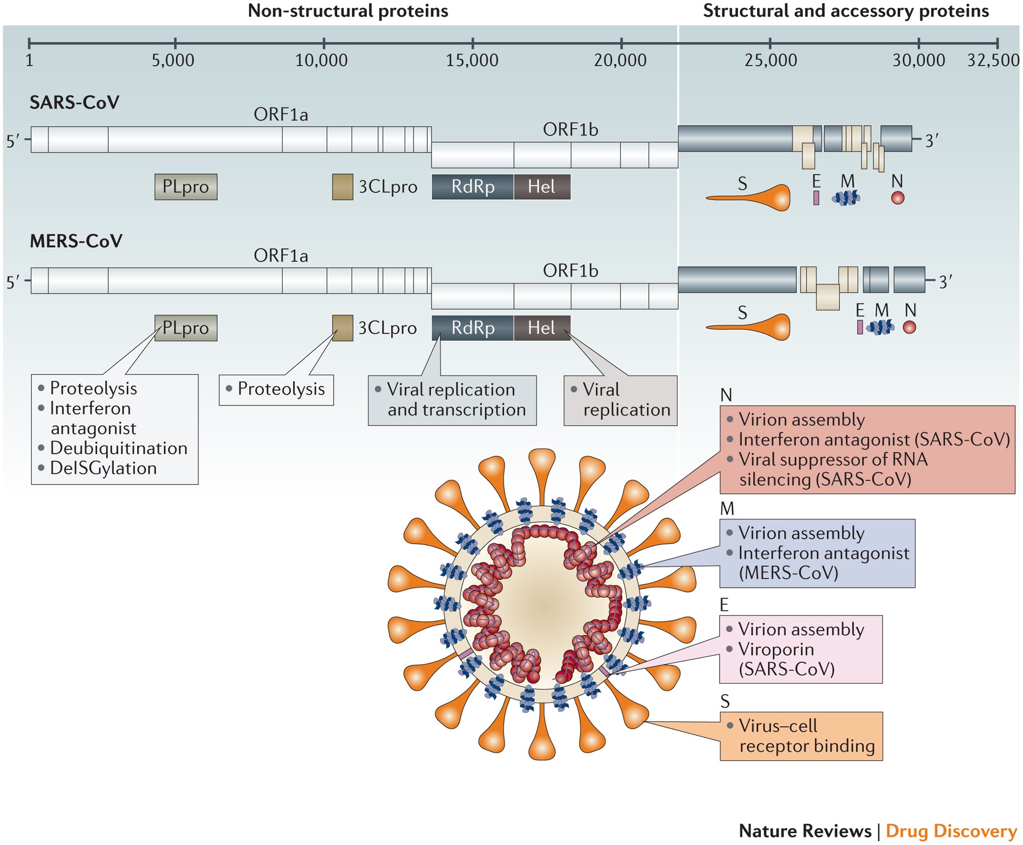 Coronaviruses drug therapeutic options | Reviews Drug Discovery