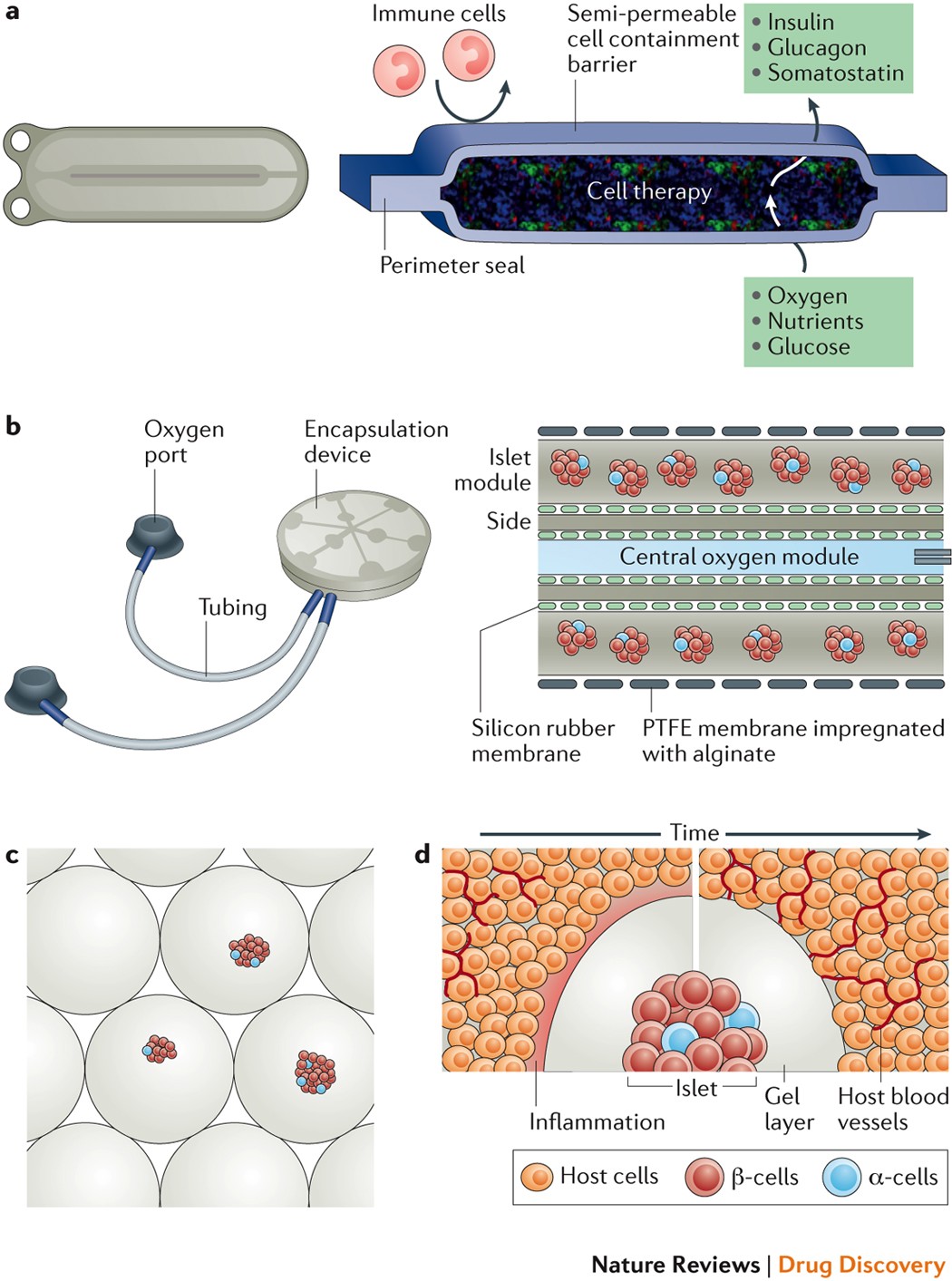 Advances in islet encapsulation technologies | Nature Reviews Drug Discovery