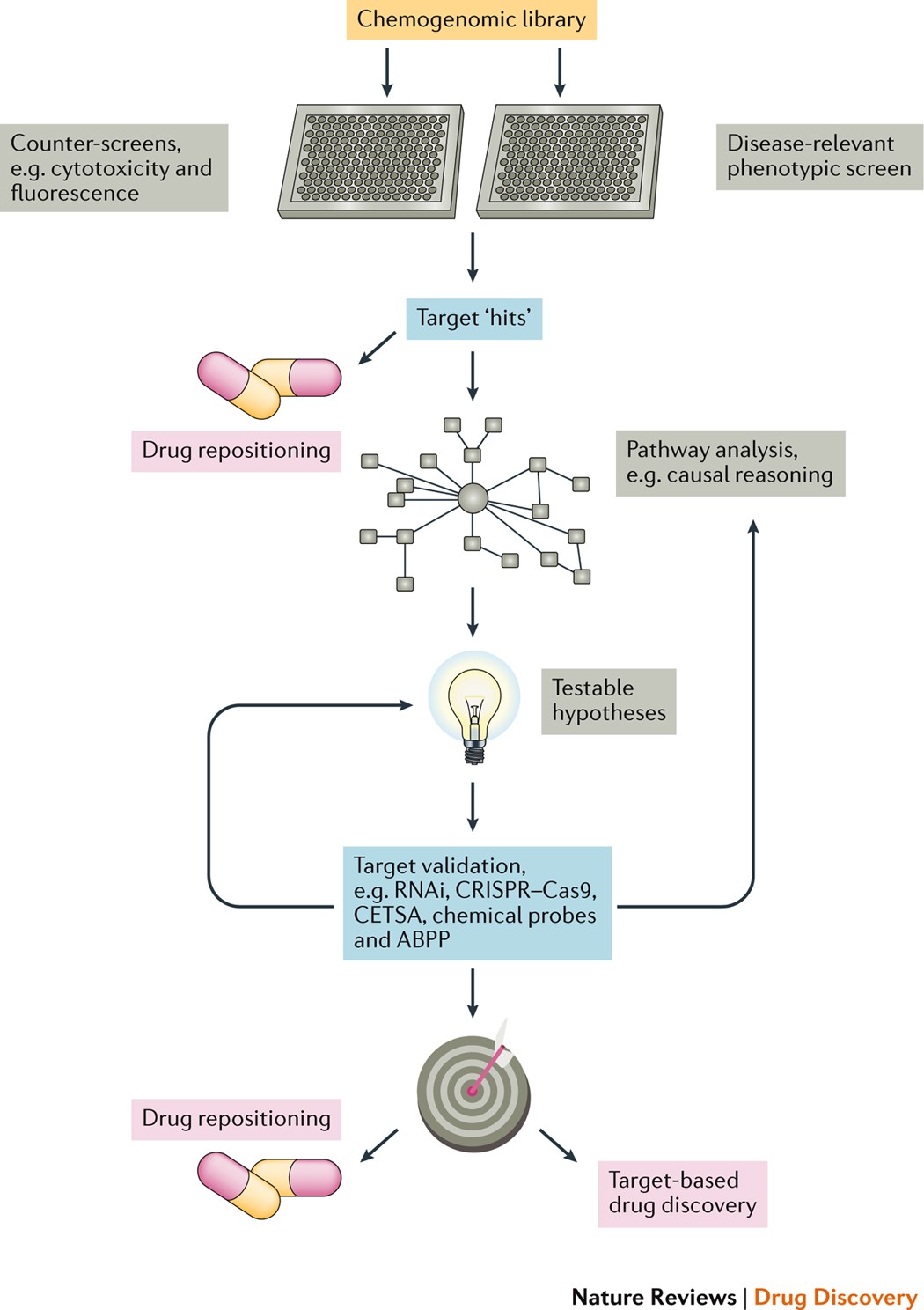 Applications of chemogenomic library screening in drug discovery | Nature  Reviews Drug Discovery