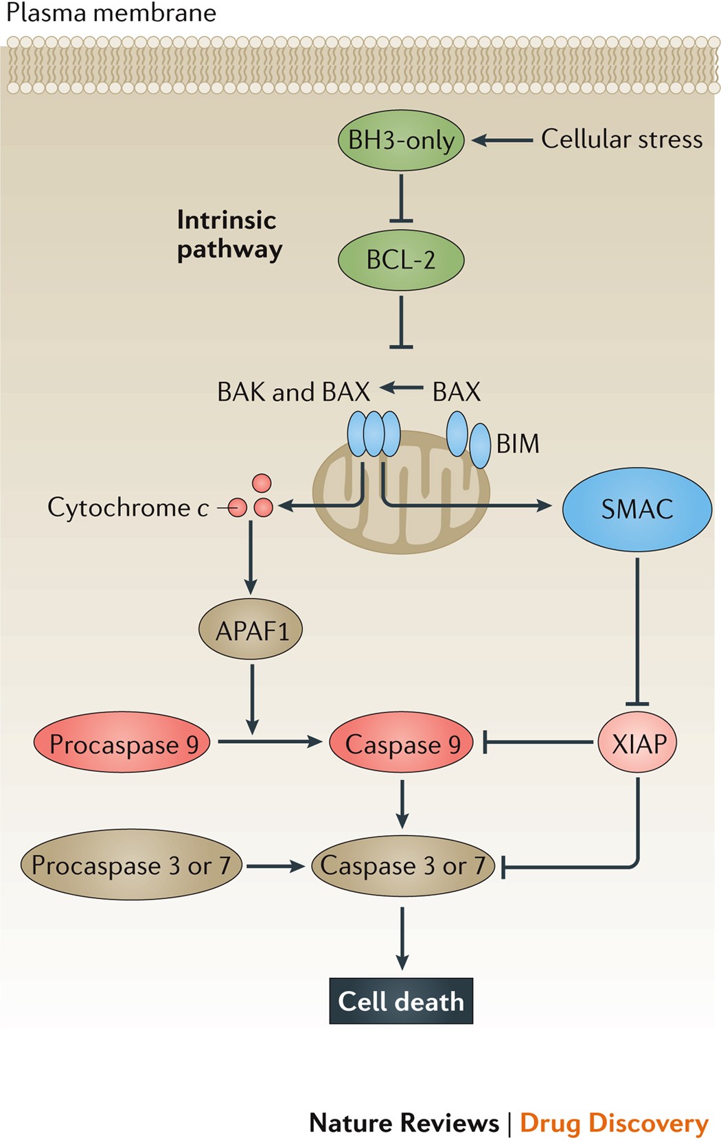 A. In cancer cells, excessive production of BCL-2 sequesters and