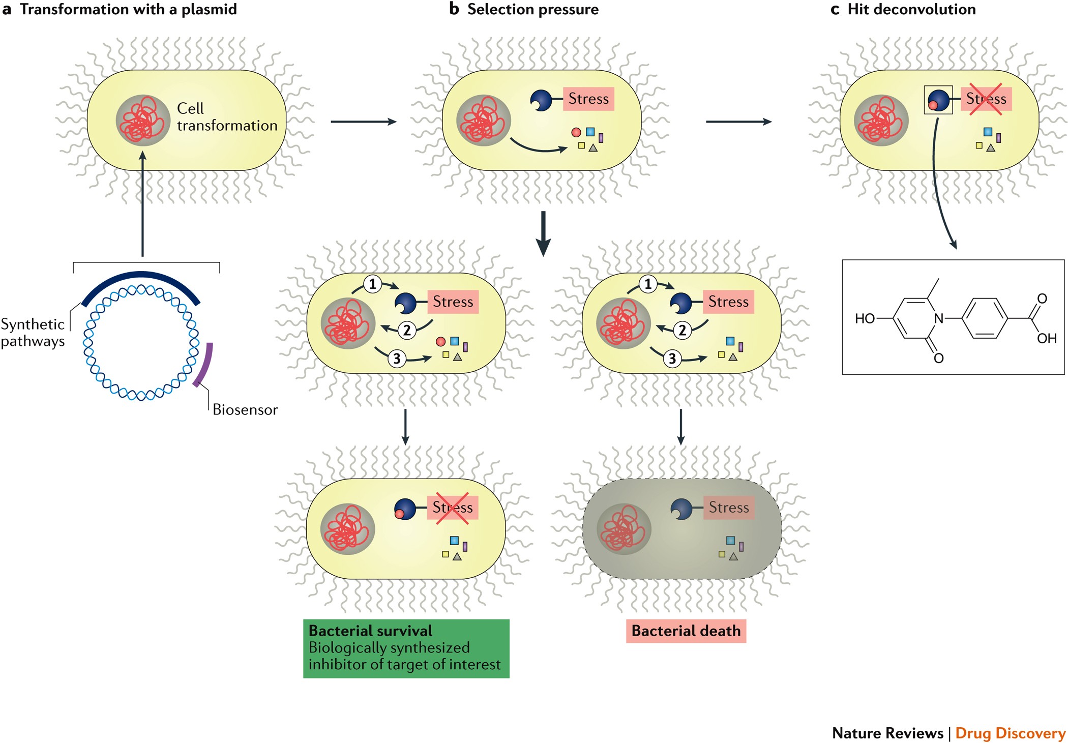 Directing Evolution The Next Revolution In Drug Discovery