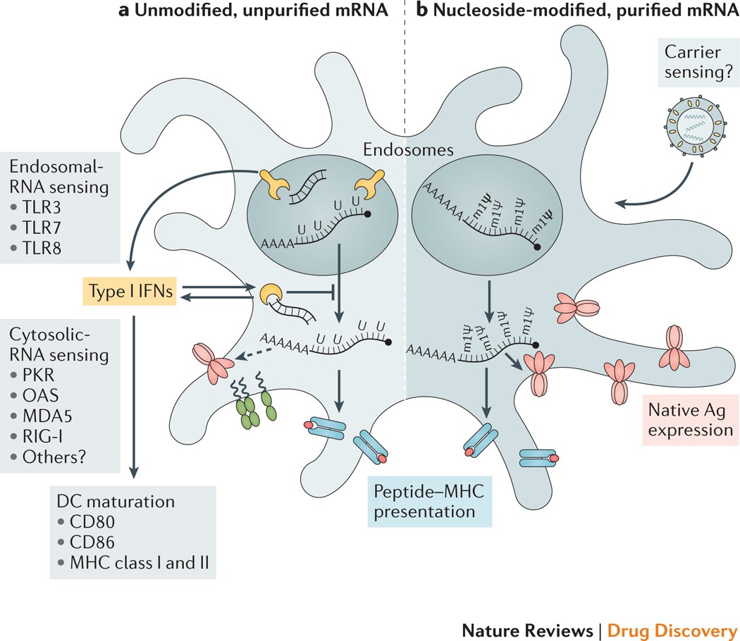 mRNA vaccines — a new era in vaccinology | Nature Reviews Drug Discovery