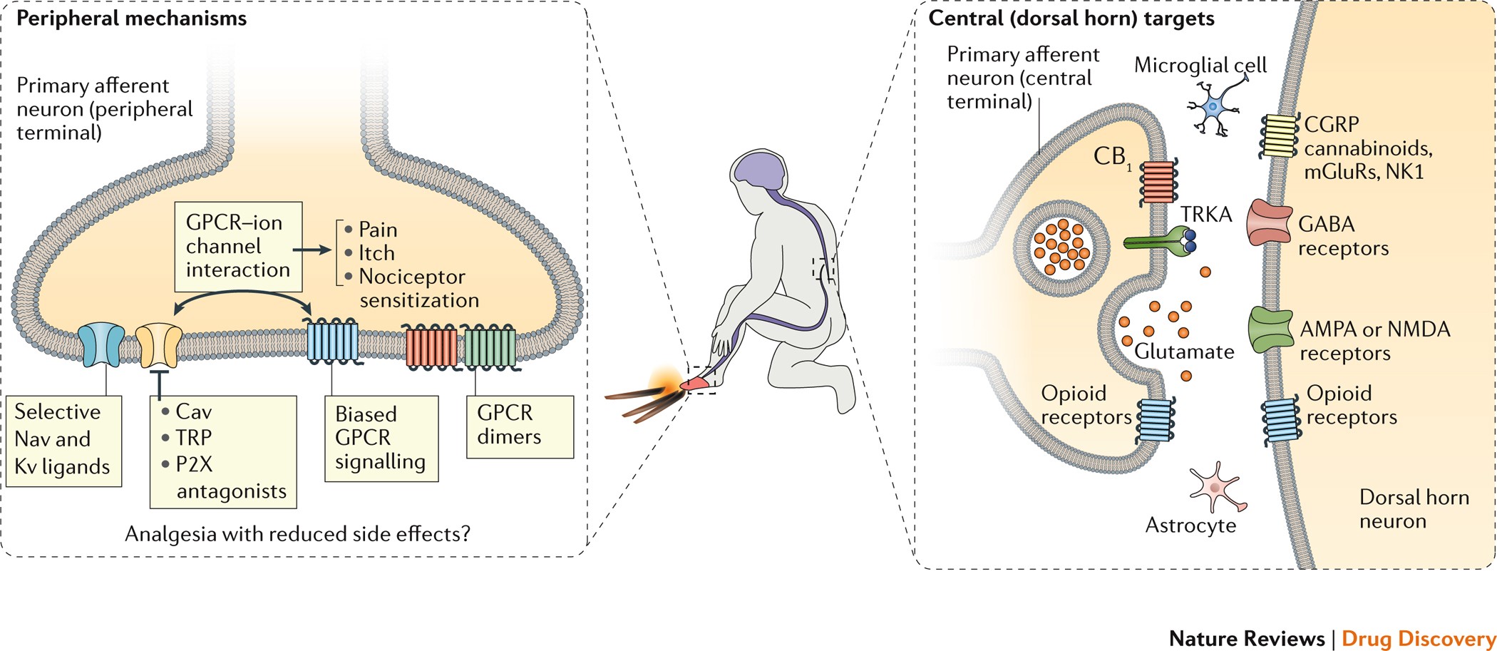 Breaking barriers to novel analgesic drug development | Nature Reviews Drug  Discovery