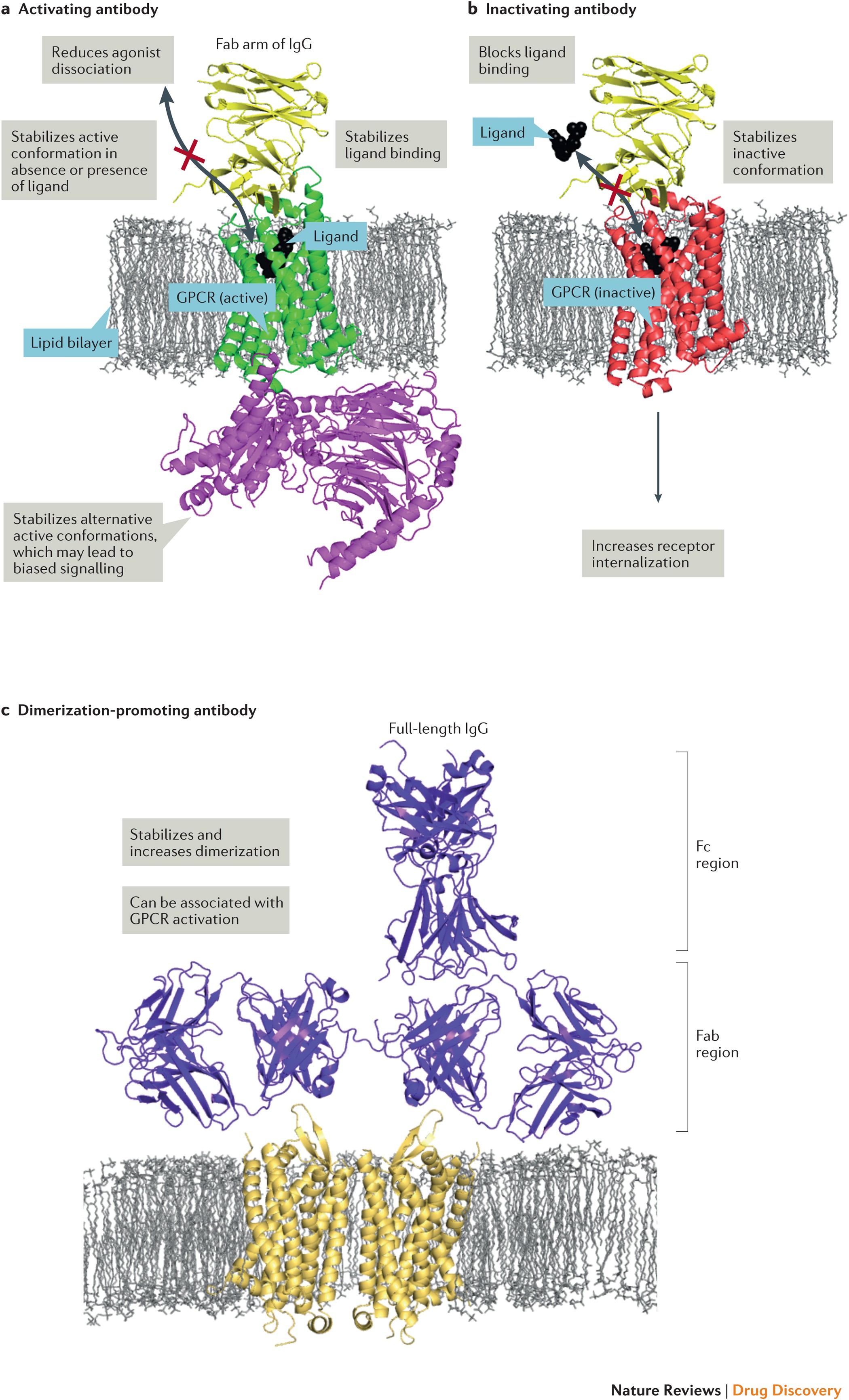 Opportunities for therapeutic antibodies directed at G-protein