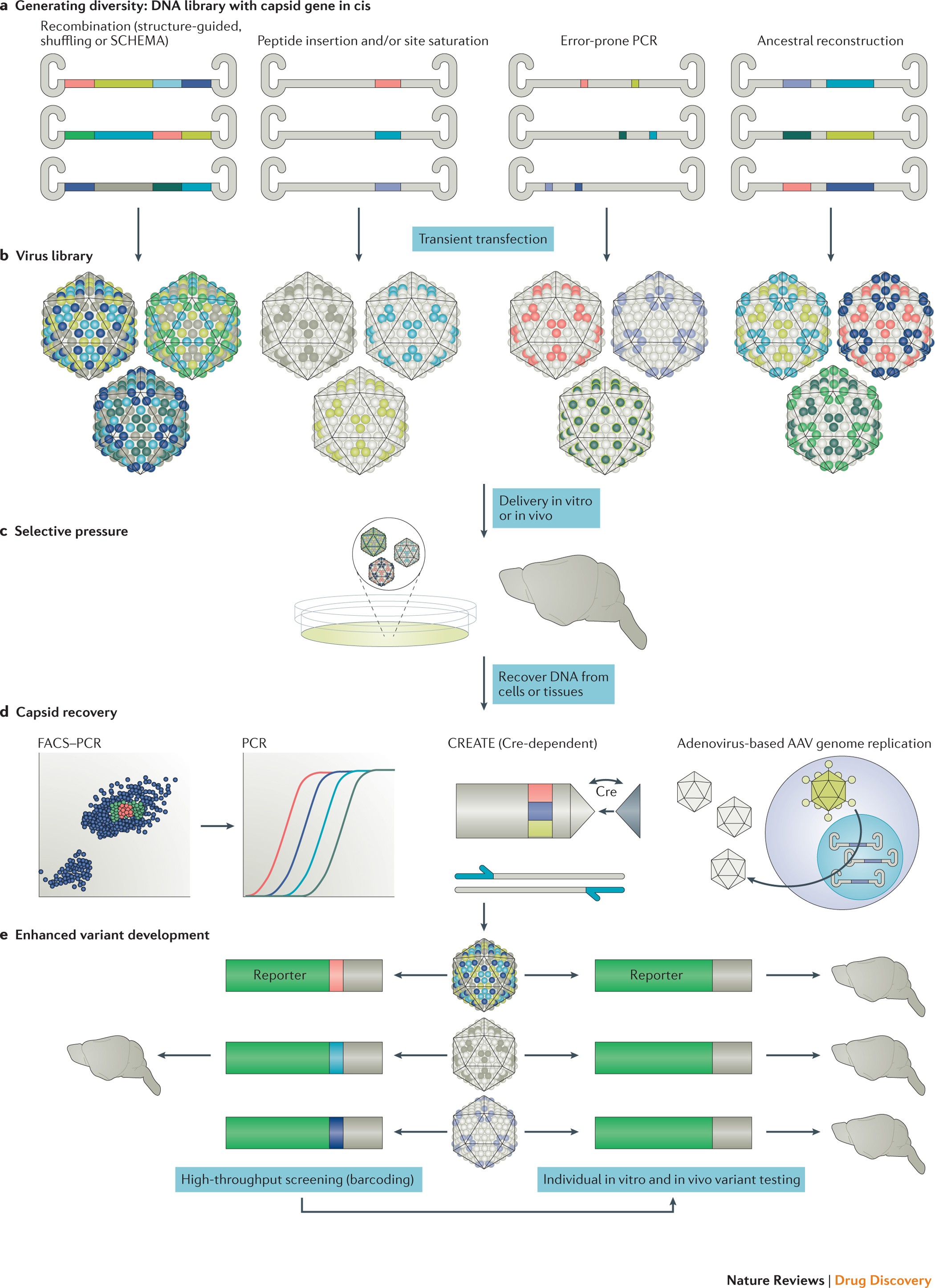 Gene therapy shows promise for treating Niemann-Pick disease type C1