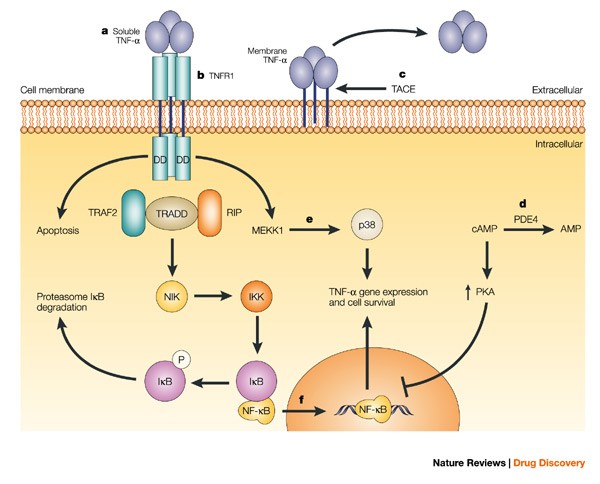 Anti-TNF-α therapies: the next generation | Nature Reviews Drug Discovery