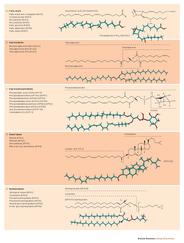 The Emerging Field Of Lipidomics Nature Reviews Drug Discovery The Emerging Field Of Lipidomics Nature Reviews Drug Discovery
