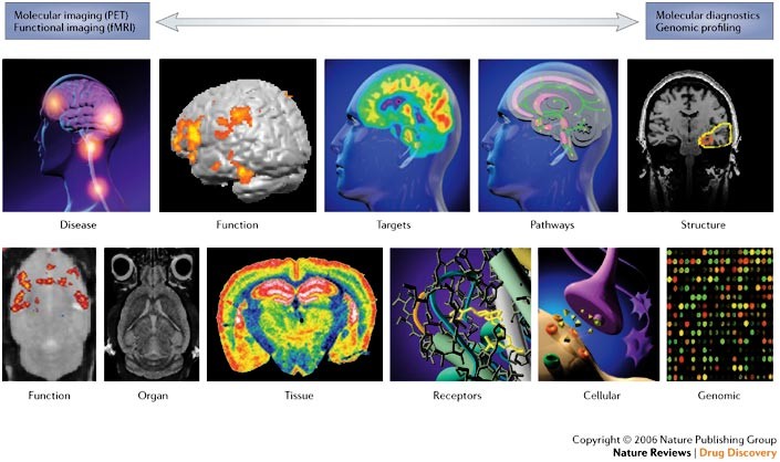 Region-Specific Effects of Nicotine on Brain Activity: A Pharmacological  MRI Study in the Drug-Naïve Rat