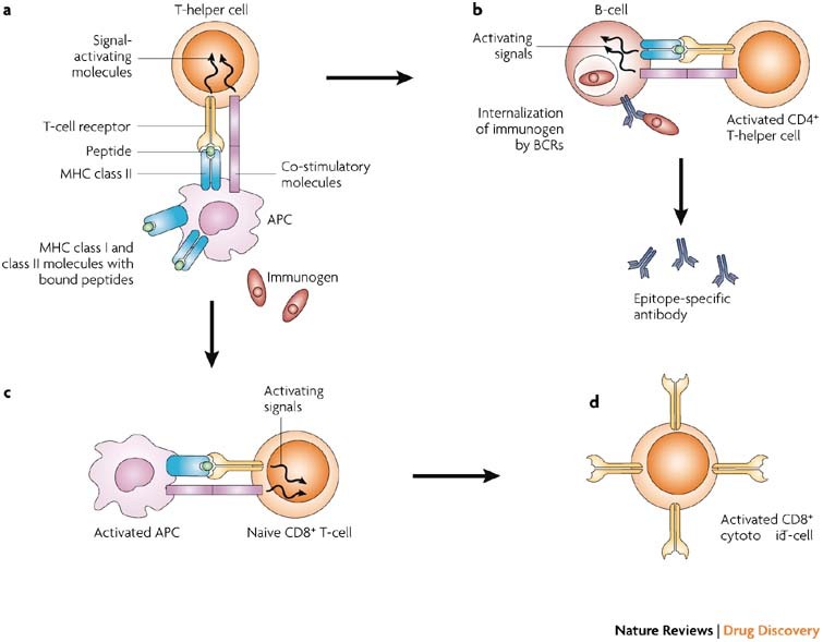 Exploring the Specificity of Rationally Designed Peptides