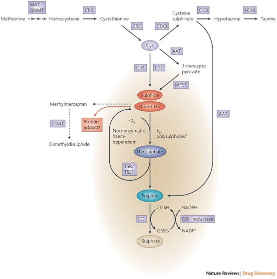 Hydrogen Sulphide And Its Therapeutic Potential Nature Reviews Drug Discovery