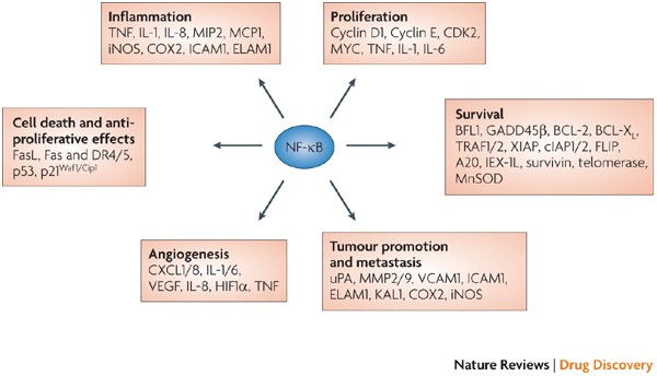 Is NF-κB a good target for cancer therapy? Hopes and pitfalls | Nature  Reviews Drug Discovery