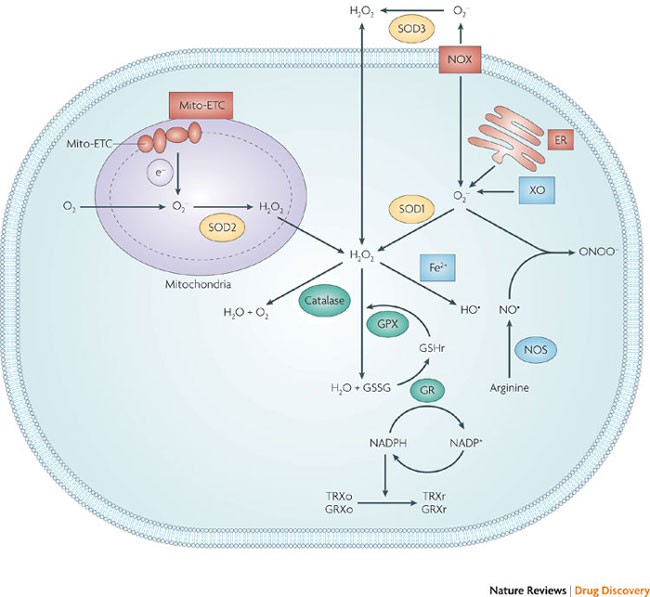 Targeting Cancer Cells By Ros Mediated Mechanisms A Radical - 