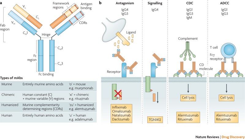 Opportunities for therapeutic antibodies directed at G-protein