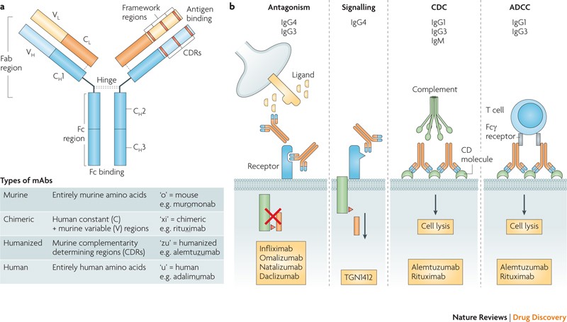 Full article: Impact of IgG subclass on monoclonal antibody