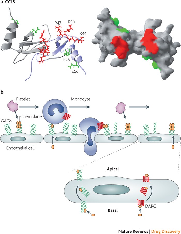 Molecular Basis of Chemokine CXCL5-Glycosaminoglycan Interactions -  ScienceDirect