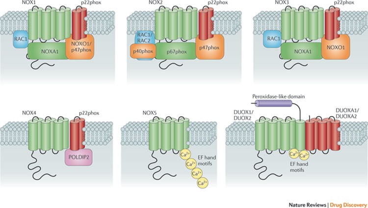 nadph oxidase glutathion reductase Glutathione Pathways NADPHThe Forgotten Reducing Equivalent -