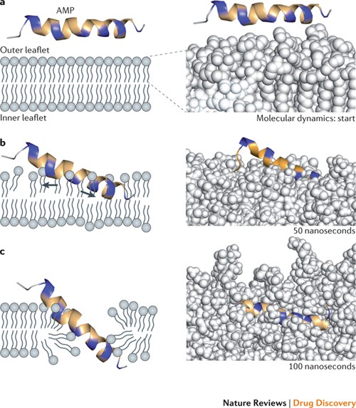 Host defense peptides combined with MTA extract increase the