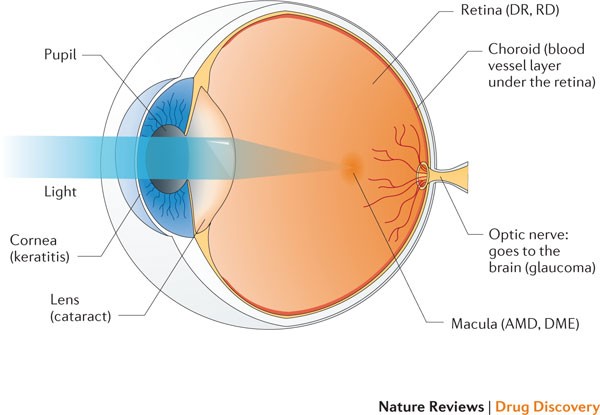 Overcoming Retinal Diseases: Can the Retina Heal Itself