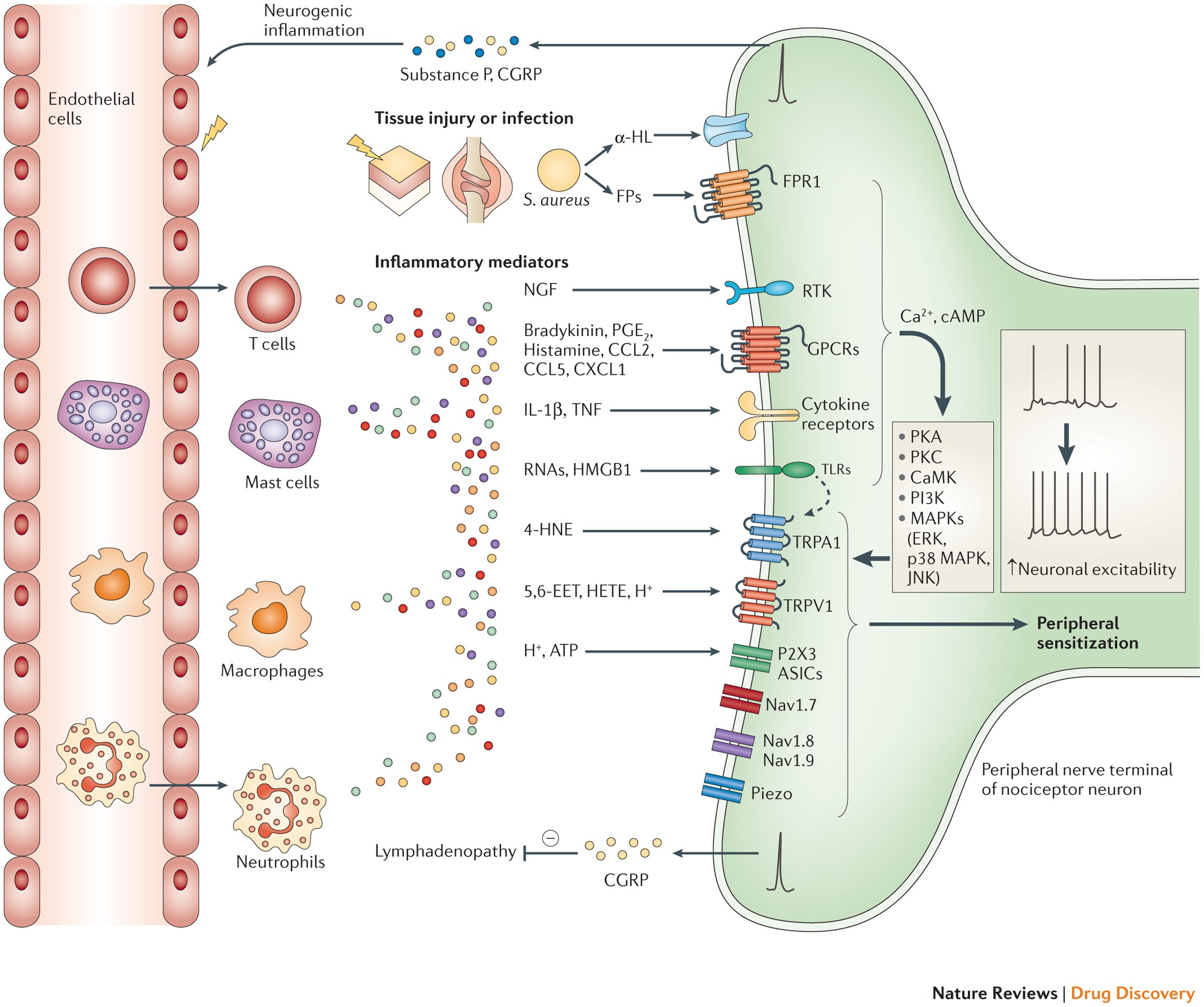 Nature Reviews Drug Discovery - Here
