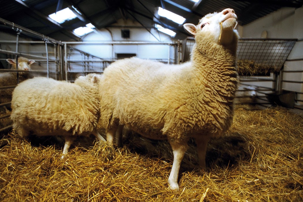 Lamb chopped: Dolly not patent eligible | Nature Reviews Drug Discovery